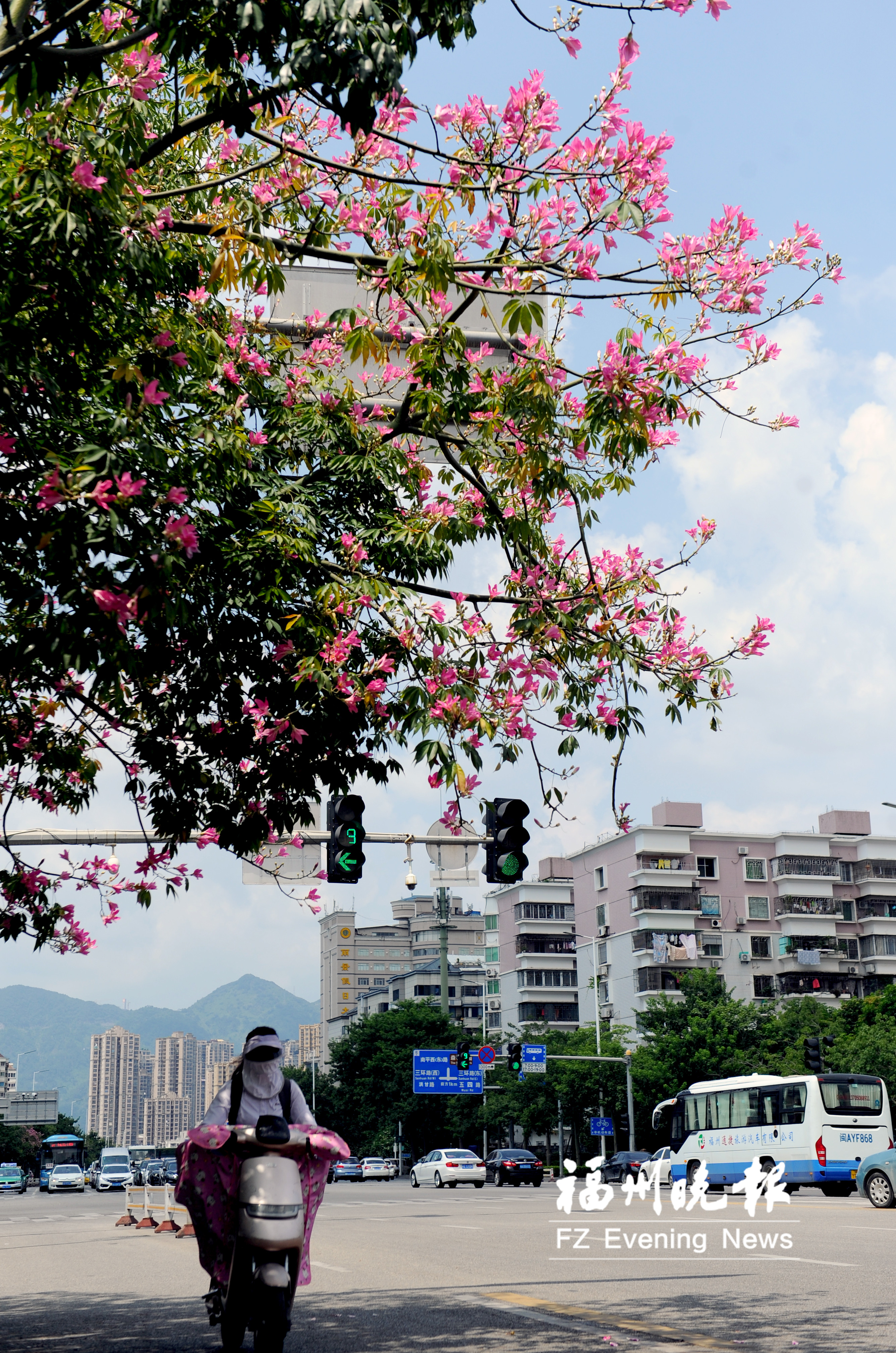 美丽异木棉提早开花 福飞路呈现别样美景