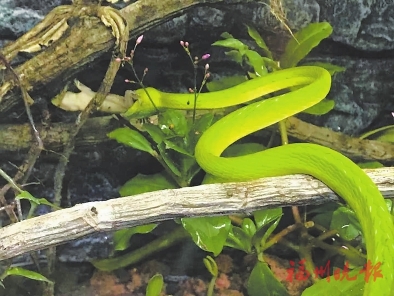 记者探访福州动物园  都住“单间房”40多条蛇这样度夏