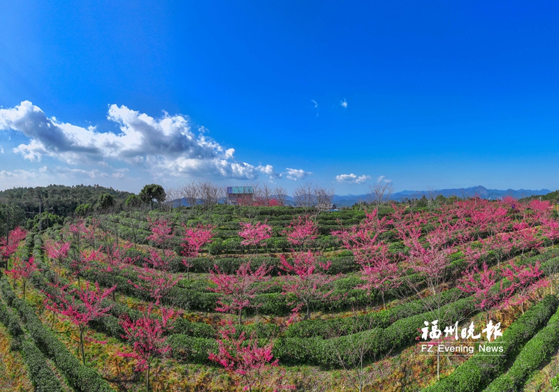 晋安：山樱花浪漫 茶园好风光