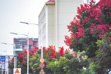 秋天啥颜色？“美人”“君子”告诉你  福州这些道路、公园风景如画