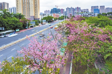 秋天啥颜色？“美人”“君子”告诉你  福州这些道路、公园风景如画