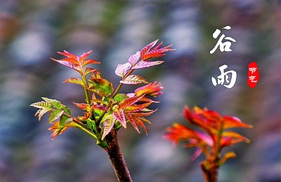 【网络中国节·谷雨】谷雨：一切美好奔赴而来