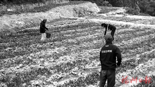 激活乡村　点亮“孤岛”  村企共建在北峰山区收获共赢果实