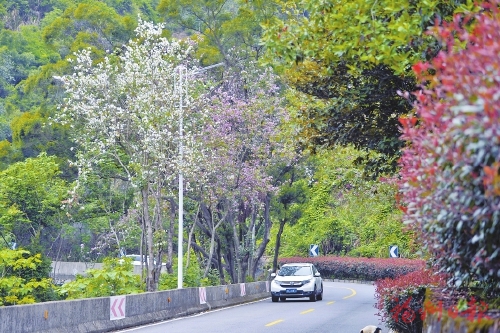 鼓岭花事正盛　“最美花道”迎客