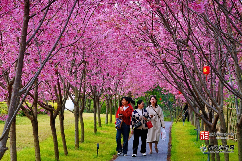 2024年全省春天赏樱网红打卡点名单出炉，福州五地入围