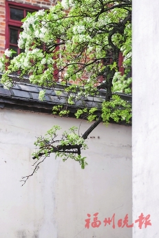 花开花落春有时 好一幅福州春光图
