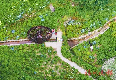 鼓岭11万株绣球花争奇斗艳