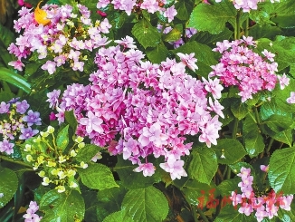 鼓岭11万株绣球花争奇斗艳