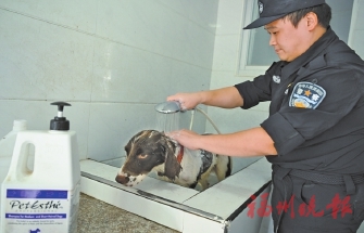 搜爆是能手，安保当先锋，破案成利器……  福州警犬“神一样的队友”练成记