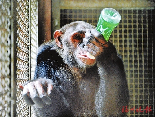 福州动物园，动物们如何避暑