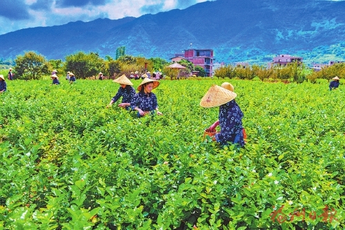 入选农遗十年，记者对话亲历者、见证者，聆听背后的故事——  “这是春天的开始”