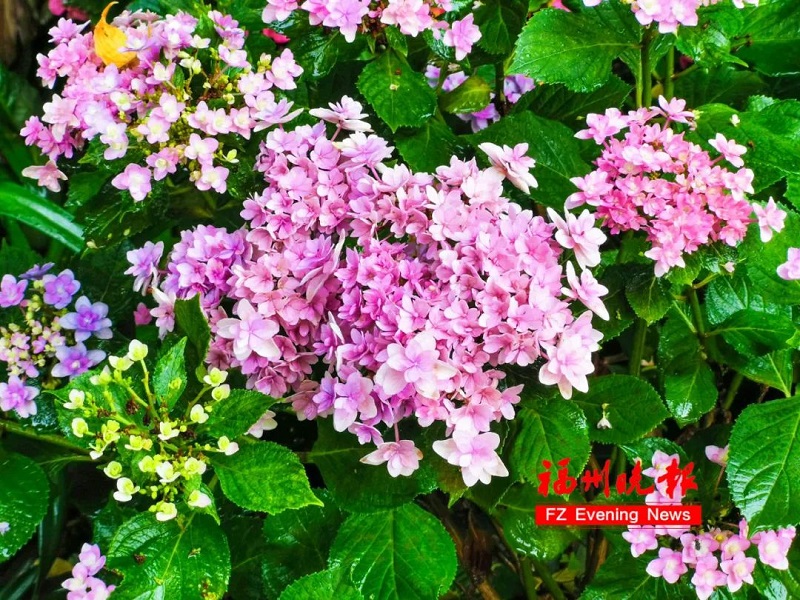 鼓岭11万株绣球花争奇斗艳