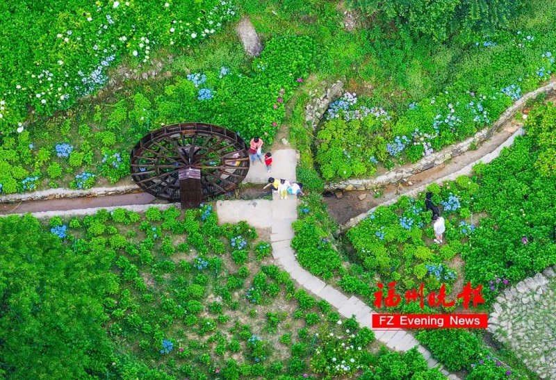 鼓岭11万株绣球花争奇斗艳