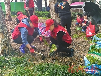 光明港公园　新增200平方米茉莉花
