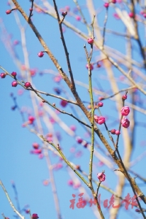 樱花梅花吐花蕊　鼓岭冬日别样美