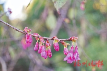 樱花梅花吐花蕊　鼓岭冬日别样美