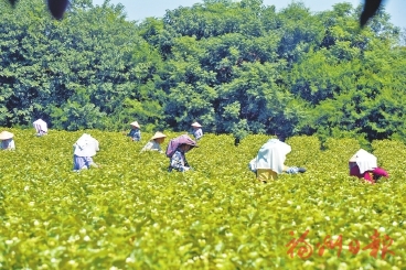 福州茉莉花茶闯出振兴之路 去年全产业链产值超五十八亿元