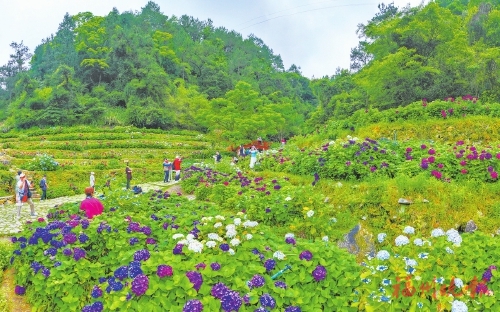 端午上鼓岭　约会文化节  11万株绣球花相邀，浪漫！