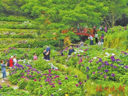 端午上鼓岭　约会文化节  11万株绣球花相邀，浪漫！