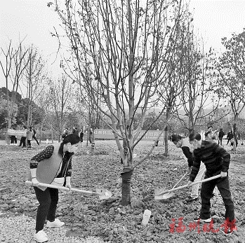 义务植树　为晋安湖增绿添彩